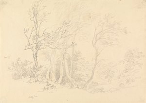Estudio de un acebo de Robert Hills