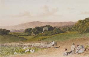 El campo de nabos