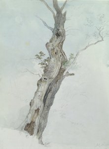 Estudio de Árbol, c.1800-05