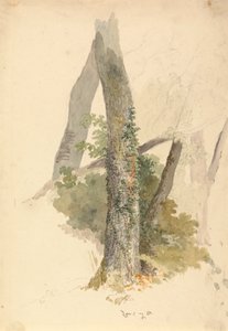 Estudio de árbol con hiedra aferrada al tocón de Robert Hills