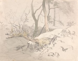 Sombra del bosque
