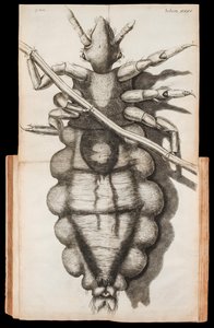 Ilustración desplegable de un piojo en un mechón de cabello de 