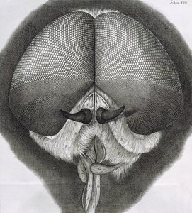 Mosca gris, observación XXXIX de Micrographia de Hooke, 1664 de Robert Hooke