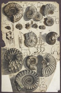 Sra. Agregar. 5262, n. 152 Snake-stones (ammonites) (pluma y tinta con aguada sobre papel) de Robert Hooke