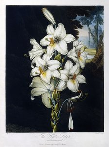 El lirio blanco