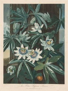 La flor de la pasión azul de Robert John Thornton