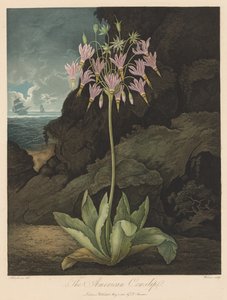 El Templo de Flora, o Jardín de la Naturaleza: La Prímula Americana de Robert John Thornton