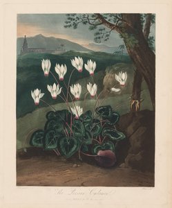 El Templo de Flora, o Jardín de la Naturaleza: El ciclamen persa