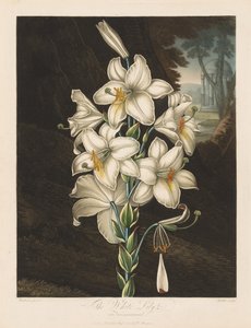 El Templo de Flora, o Jardín de la Naturaleza: El Lirio Blanco con Hojas Variegadas, 1800 de Robert John Thornton