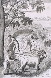 La manera de trillar su arroz, de Una relación histórica de la isla de Ceilán, pub. 1681 de Robert Knox