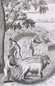La manera de trillar su arroz, pub. 1681 de Robert Knox