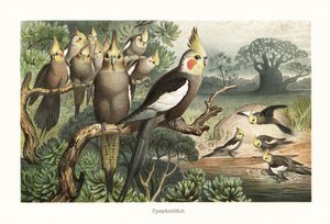 Bandada de cacatúas, Nymphicus hollandicus, en una charca. 1882 (cromolitografía) de Robert Kretschmer