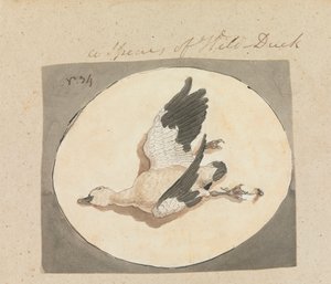 Una especie de pato silvestre de Robert Mabon