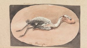 Flamingo de Robert Mabon