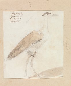 Avutarda india de Robert Mabon