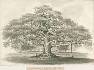 Blithfield - Roble de Bagot de Robert Noyes