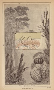 Venezuela (engraving)