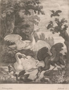 Aves acuáticas de Robert Robinson