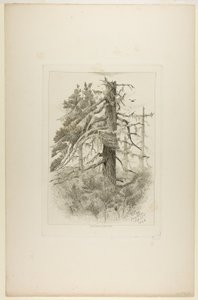 Viejos árboles en la isla Naushon de Robert Swain Gifford