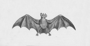 Murciélago vampiro, c1885, 1890 de Robert Taylor Pritchett