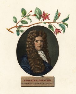 Retrato de Nehemiah Grew, médico y botánico.1809 (grabado)