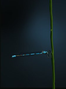 Damselfly, 2022 (digital) de Roberta Murray
