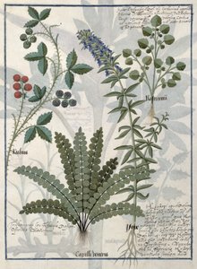 Helechos, zarzas y flores, ilustración del Libro de Medicinas Simples de Mattheaus Platearius de Robinet Testard