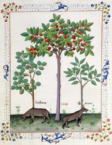 Avellano (izquierda) y cerezo (centro), ilustración del Libro de Medicinas Simples de Mattheaus Platearius