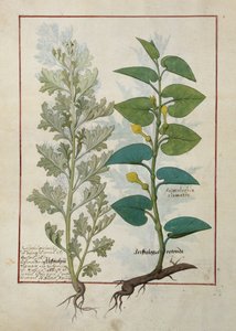 Ilustración del Libro de Medicinas Simples de Mattheaus Platearius de Robinet Testard