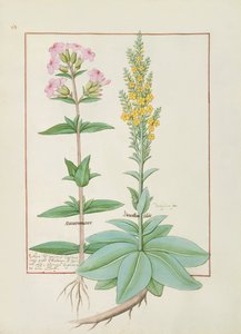 Ilustración del Libro de Medicinas Simples de Mattheaus Platearius de Robinet Testard