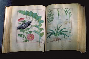 Dos páginas que representan Rosa y Ajo, del Libro de Medicinas Simples por Mattheus Platearius (d.c.1161) c.1470