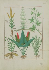 Fila superior: Maíz, Equisetum y Labruscae flos. Fila inferior: Margarita, Jarus y Mejorana, ilustración de El Libro Simple de Medicinas, por Mattheaus Platearius (d.c.1161) c.1470