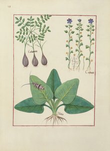 Ilustración del Libro de Medicinas Simples por Mattheaus Platearius (d.c.1161) c.1470 de Robinet Testard
