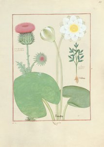 Cardo plumoso, lirio de agua y planta de ricino, ilustración de 