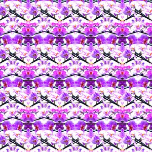 Repetición de Orquídea Púrpura