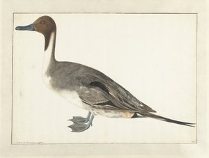 Pato de barca de Rochus van Veen