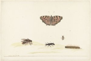 Hoja de estudio con diferentes insectos de Rochus van Veen