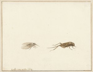 Dos insectos de Rochus van Veen