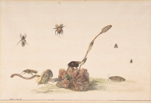 Varios insectos junto a un hongo, 1681