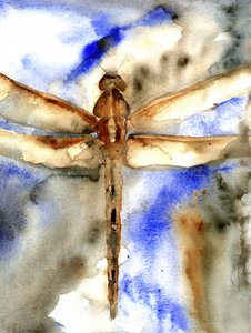 Libélula en acuarela azul de RodMacIver