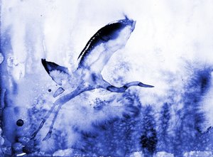 La elegante garza azul de RodMacIver