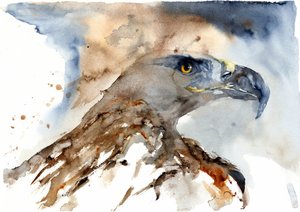 Majestuoso águila en acuarela de RodMacIver