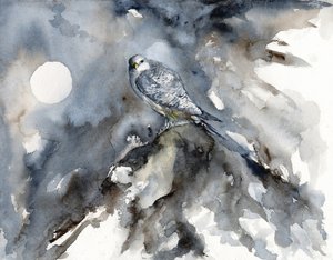 Observación de halcones a la luz de la luna de RodMacIver