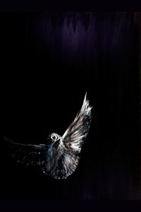 El vuelo nocturno del búho de RodMacIver