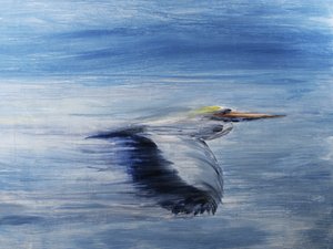 Vuelo sereno de las aves de RodMacIver