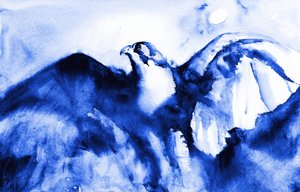 Halcón azul en vuelo de RodMacIver