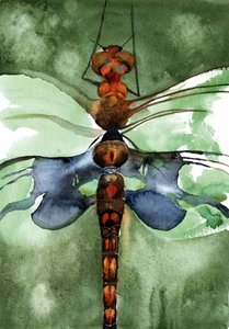 Libélula en acuarela de colores vivos de RodMacIver