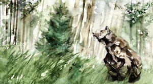 Oso de bosque salvaje de RodMacIver