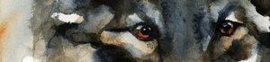 Ojos de lobo salvaje de RodMacIver
