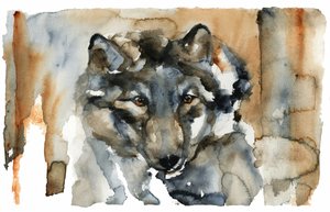 Lobo salvaje en acuarela de RodMacIver